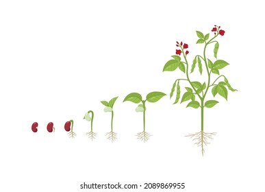 Kidney bean growing process from seed to sprout, adult plant and flower, flat vector illustration on white background. Life cycle of bean plant, germination infographic and agricultural design.