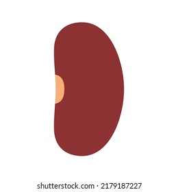 Kidney Bean isolated on white background