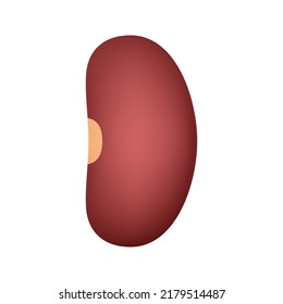 Kidney Bean isolated on white background