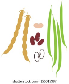 Kidney bean. Isolated vegetables on white background 