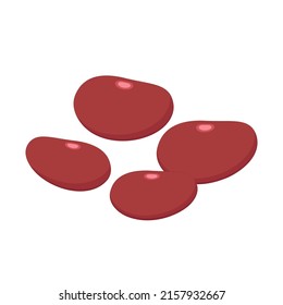 kidney bean on white background. kidney bean vector. wallpaper. free space for text.