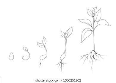 bean plant drawing