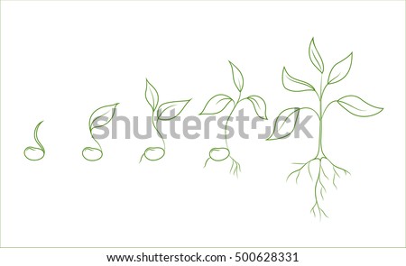 Kidney bean plant growth phases. Evolution from seed to sapling. Set of isolated outline vector drawings on white background. Agriculture and organic food concept illustration.