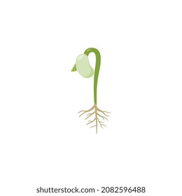 Kidney bean with sprout and roots, flat vector illustration isolated on white background. Legume germination process and stage with first leaf. Adzuki bean growth, agricultural element.