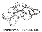Kidney bean. Vintage vector hatching monochrome black illustration. Isolated on white background. Hand drawn design