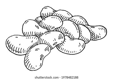 Kidney bean. Vintage vector hatching monochrome black illustration. Isolated on white background. Hand drawn design