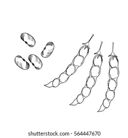 kidney beans doodle style sketch illustration, hand drawn, isolated.