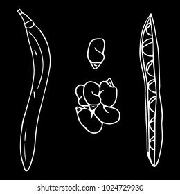 Kidney Beans vector illustration. Doodle style. Design, print, logo, decor, textile, paper