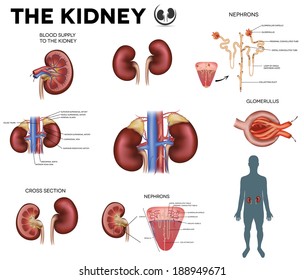 The kidney big colorful poster, detailed diagram.