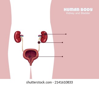 kidney and bladder in body