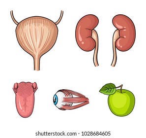 Kidney, bladder, eyeball, tongue. Human organs set collection icons in cartoon style vector symbol stock illustration web.