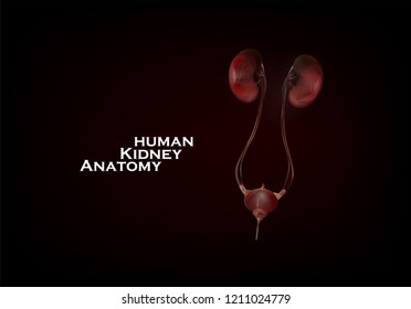 Kidney and bladder human organs graphic 