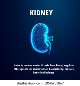 Kidney blue glowing on dark blue background with its function flat concept design
