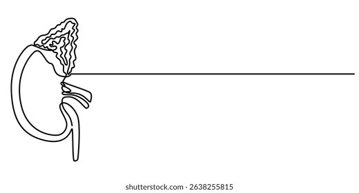 kidney cancer continuous one line drawing, Human kidneys single line drawing. Continuous one line drawing kidneys. Isolated on white background vector illustration. Pro vector.