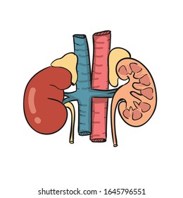 Kidney Cartoon Hand Draw Vector Illustration