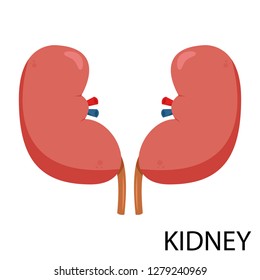 kidney cartoon vector. free space for text. wallpaper.