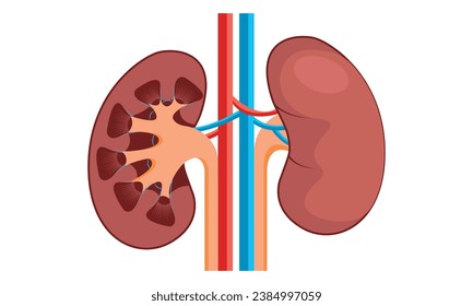 Kidney Cell Vector Design, 100% vector illustration design?