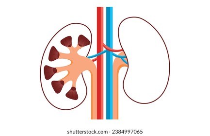 Kidney Cell Vector Design, 100% vector illustration design?