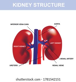 Kidney colorful poster, detailed diagram, cross section and urinary system