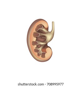 Kidney cross section anatomy. Human internal organ icon. Medical digestive system sign
