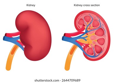 kidney cross section, Human Kidney Anatomy Cross Section