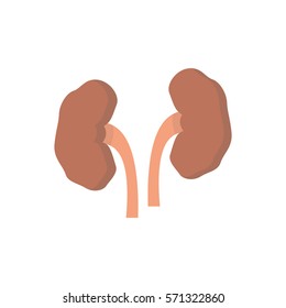 kidney disease flat icon