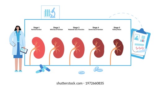 Kidney Disease Vector Illustration. Stages Of Development Of Renal Failure In Human Body. Medical Appointment With A Doctor. Problem In Urinary System And Normal Kidney. Internal Organs Exam Concept