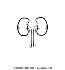 kidney doodle icon vector 