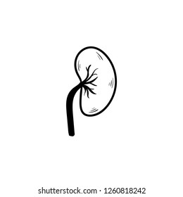  kidney doodle icon vector 