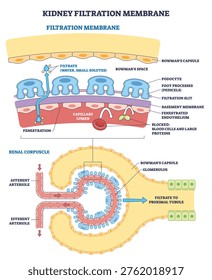 Kidney filtration membrane diagram shows filtrate flow through podocyte slits around the glomerulus in Bowmans capsule, clarifying the barrier s function. Outline diagram