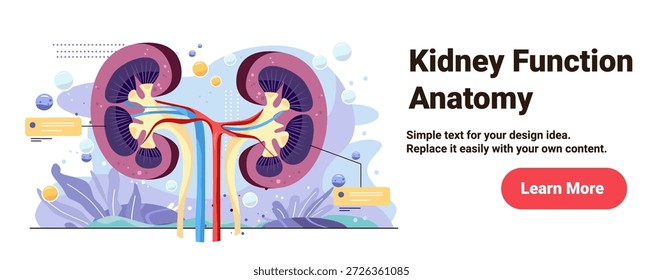 Anatomía de la función renal Diagrama de órganos humanos Vasos sanguíneos Sección transversal Anuncio educativo médico Plantilla Fondo abstracto