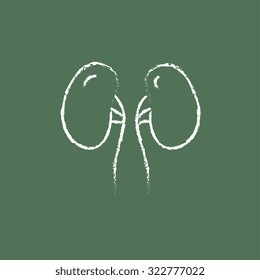 Mano del riñón dibujada en tiza sobre un icono blanco vectorial de pizarra aislado en un fondo verde.