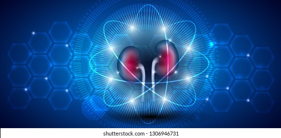 Kidney health care and treatment concept on a scientific background 