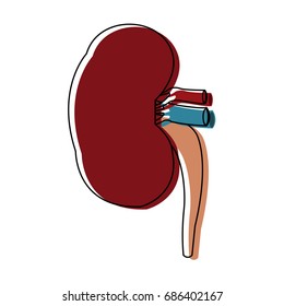 kidney of healthy person internal organ