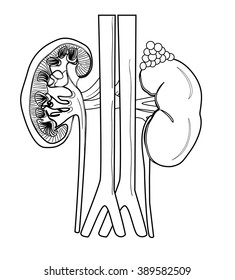 Kidney  of human anatomy  in vector black and white