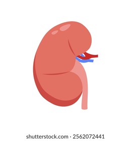 Kidney, Human Body Part Illustration