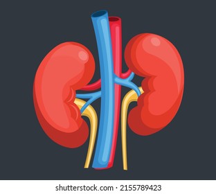 Kidney, Human internal organ illustration