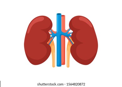 Kidney Human Internal Organ. Urinary Endocrine System Front View Anatomy Vector Illustration