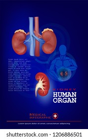 Kidney human Organ infographic​