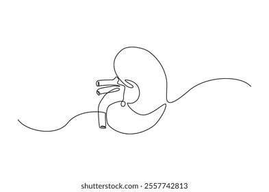Kidney human organ in continuous one line drawing. Editable vector.