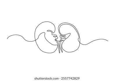 Kidney human organ in continuous one line drawing. Editable vector.