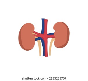 Kidney human organ, flat vector illustration isolated on white background. Concept of medicine and anatomy. Urinary system healthcare.