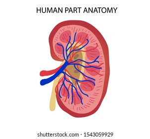 Kidney Human Part Anatomy Medical Educational Stock Vector (Royalty ...