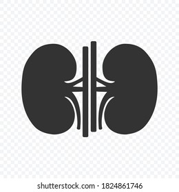 Kidney human renal vector icon isolated  on transparent background