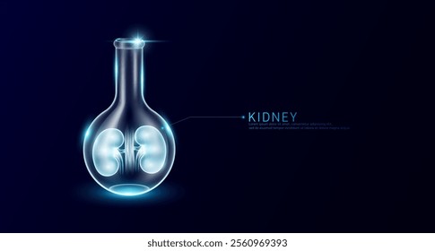 Kidney human transparent in beaker glass triangle test tube on dark blue background. Internal organ anatomy sample medical science experiment. Research genetic scientific concept. Vector EPS10.
