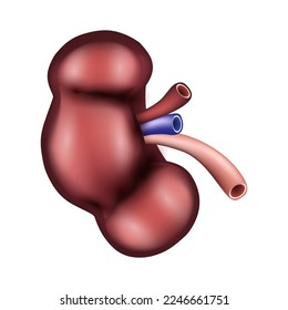 Riñón de los humanos. Sistema urológico . Diseño realista. Aislado. Ilustración del vector.