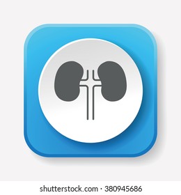 Kidney icon