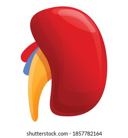 Kidney icon. Cartoon of kidney vector icon for web design isolated on white background