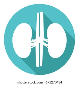 Kidney icon in flat design