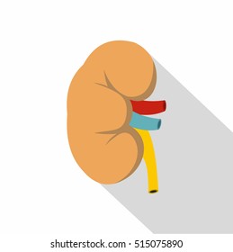 Kidney icon. Flat illustration of kidney vector icon for web